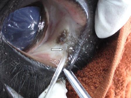 ventral puncta catherization