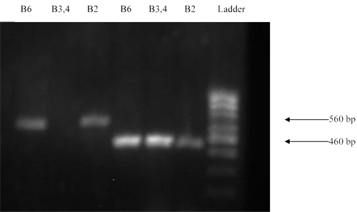 Comparison of Band pattern of both Non-HS-Causing and HS-Causing vaccinal strains