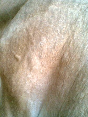 Subcutaneous parasites cattle