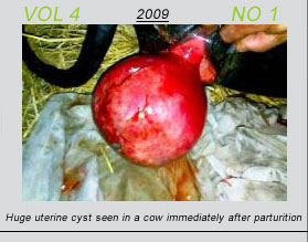 Vetscan Volume 4 No 1 | Huge uterine cyst seen in a cow immediately after parturition