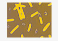 clostridium botulinum