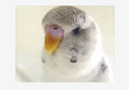 budgerigar