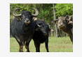 iranian water buffalo