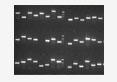pasteurella multocida PCR