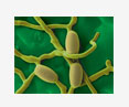 predatory fungi