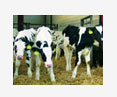 calf coccidiosis