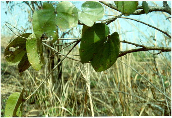 Bauhinia reticulata plant