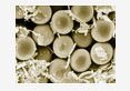 nutrition parasite