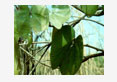Bauhinia reticulata