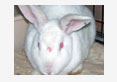newzealand white grey giant broiler rabbit