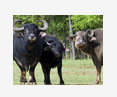 peripartum diseases buffalo