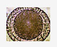 toxocara vitulorum