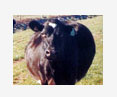 tympany hydrometra cow