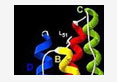 leptin gene