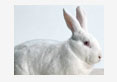 ochratoxicosis rabbit