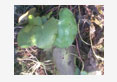aquatic plant nutrition ruminants