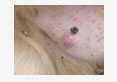 canine mammary tumors