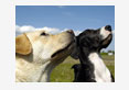 estrus dogs cabergolin