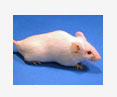 rabies oral immunization mice