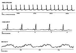 Circadian Rhythm � A Review | Vetscan