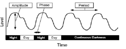 Circadian Rhythm � A Review | Vetscan