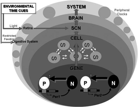 Circadian Rhythm � A Review | Vetscan