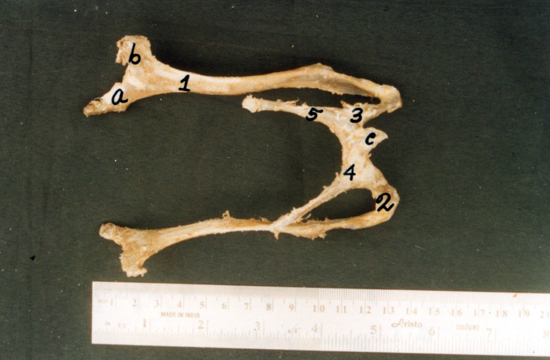 HYOID BONE OF YAK