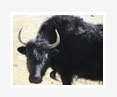yak