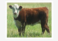 cattle lameness