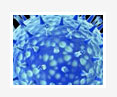 avaian influenza