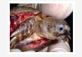 central asian tortose