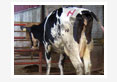 fractures in bovines