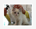 Rehabilitation of a Paraplegic Kitten with Acute Depression