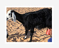 Cystic Endometrial Hyperplasia in Algerian Goats and Ewes