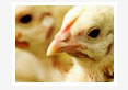 Alternative Strategies to Antibiotic Growth Promoters - A review