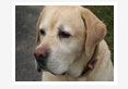 Idiopathic Pericardial Effusion in Dogs - A three year study