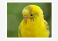 Comparison of Anaesthetic Effects of Ketamine -Xylazine and Ketamine- Diazepam Combination in Budgerigar