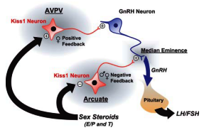 kisspeptin