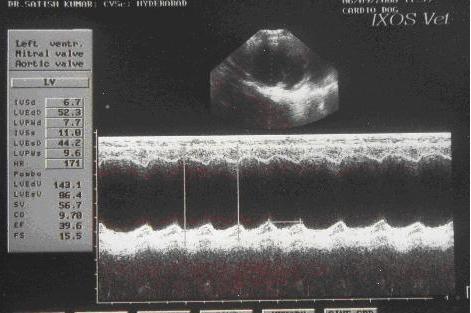 Dilated Cardiomyopathy in Dogs