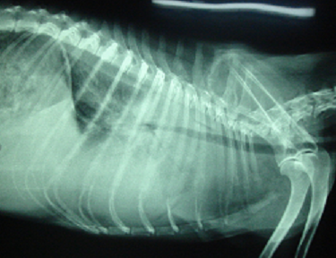 Dilated Cardiomyopathy in Dogs