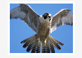 Comparison of Anaesthetic Effects of Ketamine -Xylazine and Ketamine- Diazepam Combination in Budgerigar
