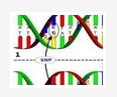 SNP Genotyping of DGAT1 Gene in Bubalus bubalis
