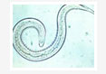 In-Vitro-Sensitivity-of-Infective-Larvae-of-Oesophagostomum-Species-to-Nematophagous-Fungi