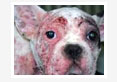 Haematobiochemical-Changes-in-Canine-Demodecosis