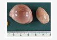 Management-of-Some-Ovarian-Disorders-in-Post-Partum-Crossbred-Cows