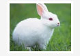 Residual-Ochratoxin-A-in Rabbit-Tissues-Following-Experimental-Intoxication