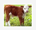 Evaluation-of-Anemia-in-Calves-up-to-4-Months-of-Age-in-Holstein-Dairy-Herds