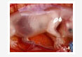 Fetal-Mummification-in-a-Bitch