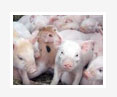 Effect-of-Dietary Incorporation-of-Spent-Brewers-Yeast-on-Carcass-Characteristics-in-Three-Line-Cross-Bred-Pigs