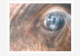 Successful-Management-of-Corneal-Dermoid-in-a-Cross-Bred-Calf